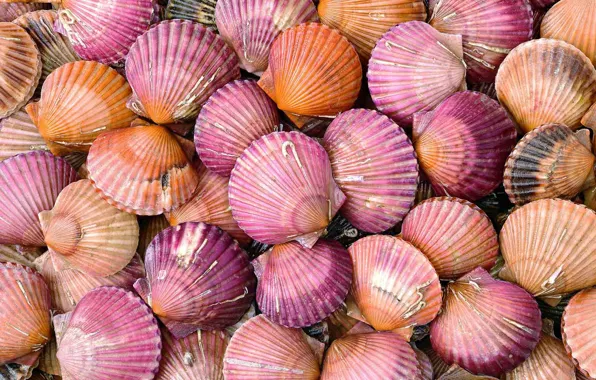 Picture sea, sink, scallop, shell