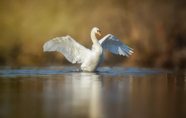 Picture white, bird, wings, swans, pond, stroke
