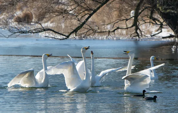 Picture autumn, trees, branches, lake, bird, pack, white, swans