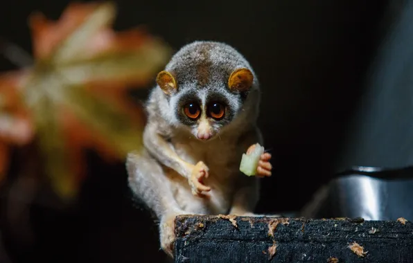 Picture eyes, look, pose, the dark background, leaf, face, sitting, Lori