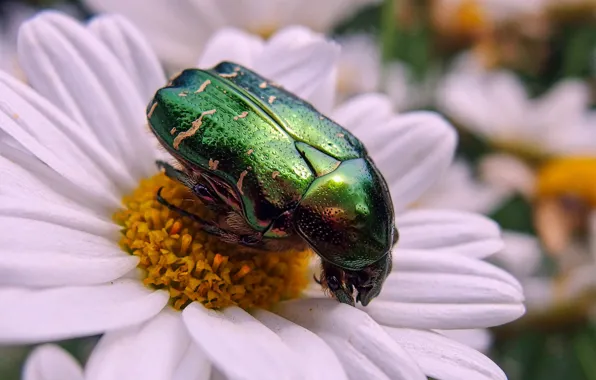 Flower, macro, green, beetle, brilliant, brantovka, brantovka Golden