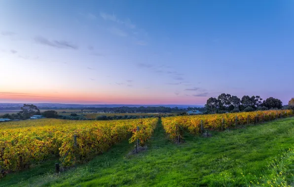 Field, the sky, grass, the sun, trees, dawn, morning, house