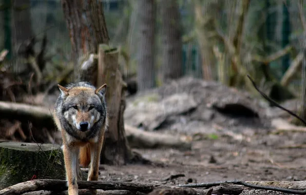 Nature, predator, animal, wolf, wildlife, portrait, portrait., Canis lupus. face