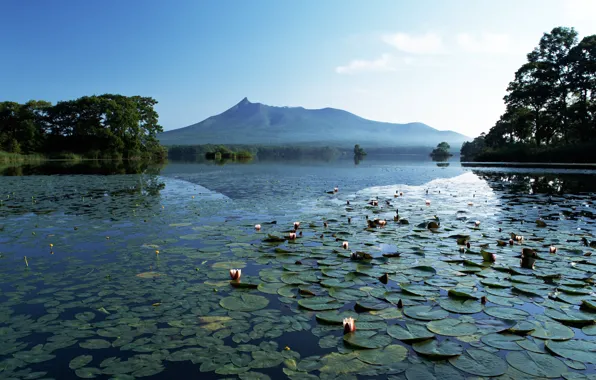 Picture mountains, lake, Lily, silence