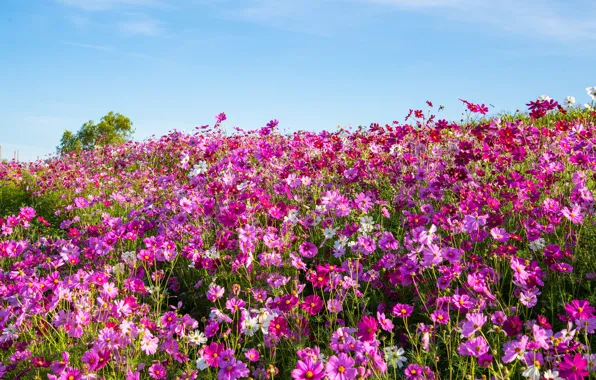 Field, summer, the sky, flowers, hill, meadow, Asia, pink