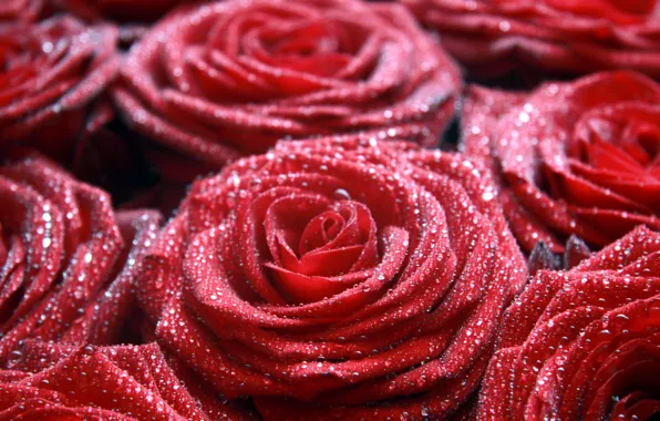 Macro, flowers, Rosa, red, drop, roses