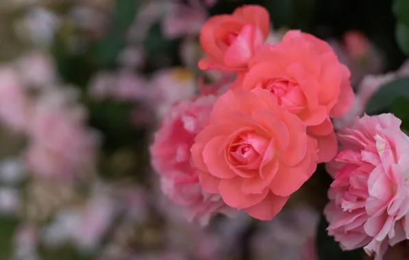 Picture macro, roses, petals, bokeh