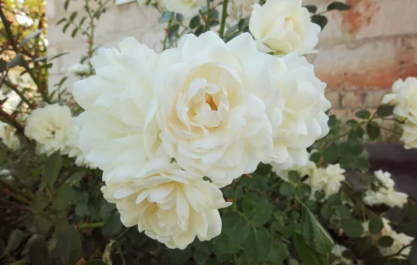 Picture greens, flowers, Wallpaper, roses