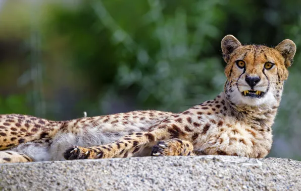 Picture Cheetah, grin, lies