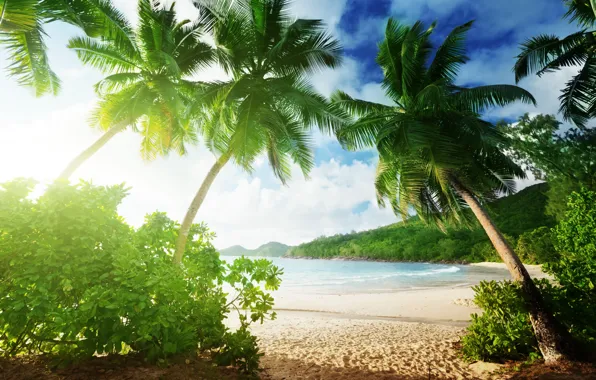 Sand, sea, beach, summer, palm trees, summer, beach, sea