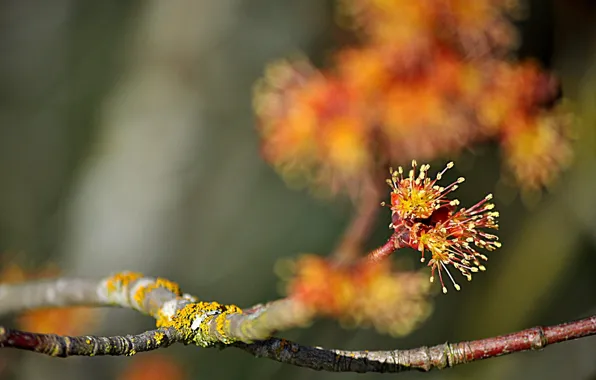 Branch, flowering, bokeh