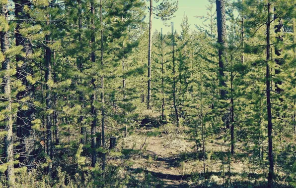Forest, the sun, barb, pine, June, 2014, Noyabrsk, YANAO
