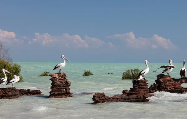 Sea, birds, Australia, pelicans