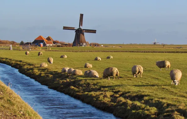 Field, the sky, house, sheep, channel, windmill