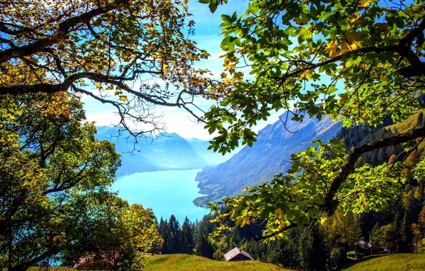Forest, leaves, mountains, branches, lake, Switzerland, houses, Brienz