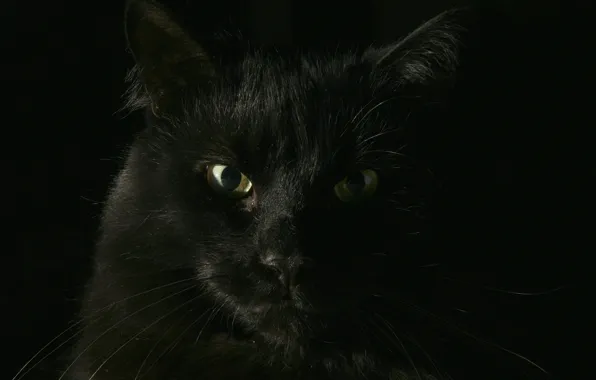 Picture cat, black, Koshak
