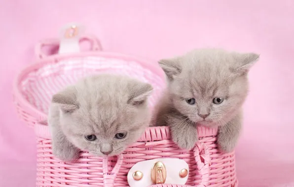 Cats, kitty, background, pink, kittens, grey, a couple, basket
