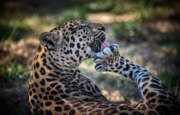 Pose, paw, predator, leopard, wild cat, washing