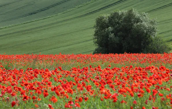 Field, summer, flowers, tree, Maki, hill, poppy field