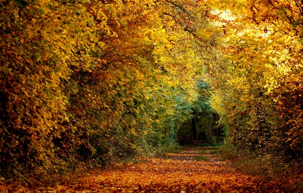 Picture forest, nature, autumn, leaves, path