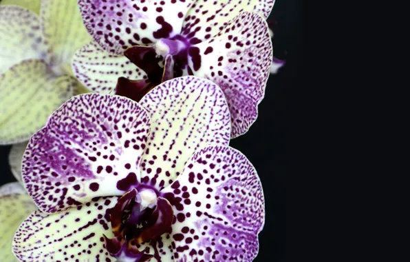 Flower, garden, petal, decoration, orchids