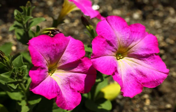 Picture nature, petals, garden, meadow, flowerbed, Petunia