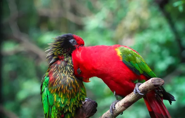 Bird, paint, color, branch, feathers, parrot, pair