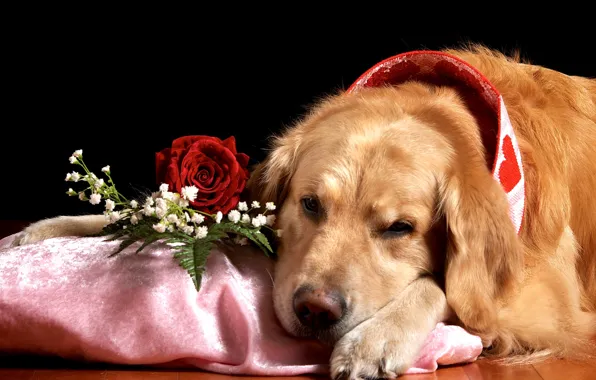 Rose, sad, dog, Retriever, gypsophila