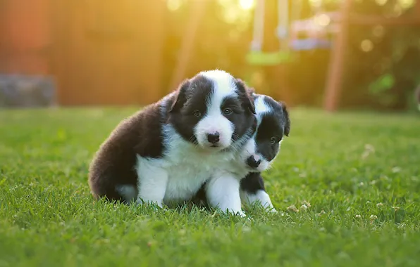 Dogs, look, nature, black and white, glade, dog, puppies, puppy