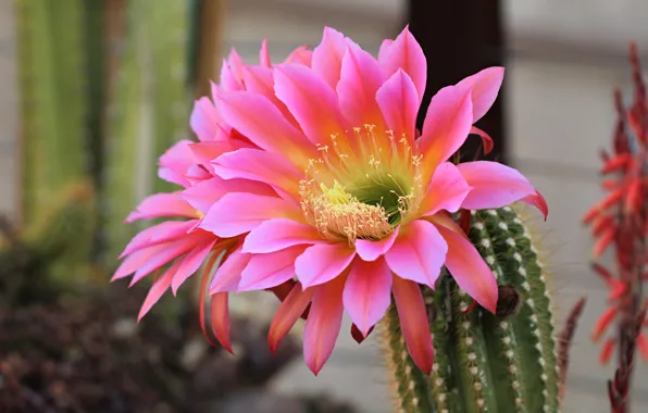Flower, macro, flowers, pink, petals, cactus, blooming, flowering cactus