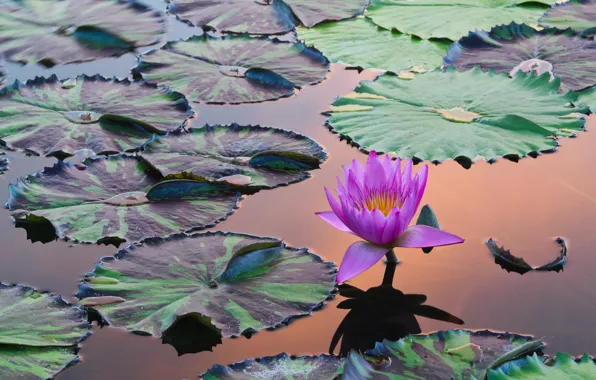 Flower, leaves, pond, pink, pond, Nymphaeum, water Lily