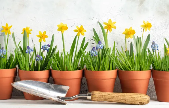 Greens, flowers, wall, spring, yellow, blue, light background, pots