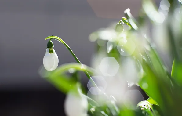 White, leaves, drops, light, flowers, glare, background, blur