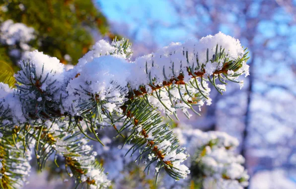 Winter, snow, cold, pine, twig