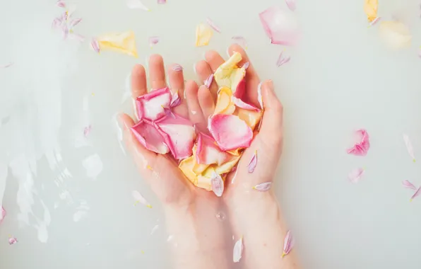 Picture water, romance, hands, petals, rose petals, water, romantic, hands