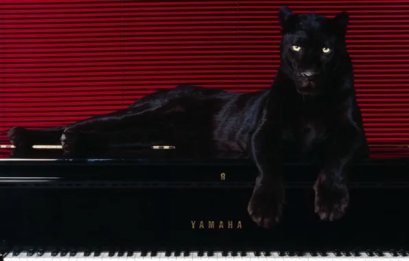 Picture line, 150, piano, Panther