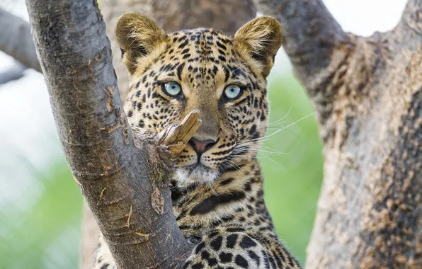 Picture face, predator, leopard, wild cat, bitches