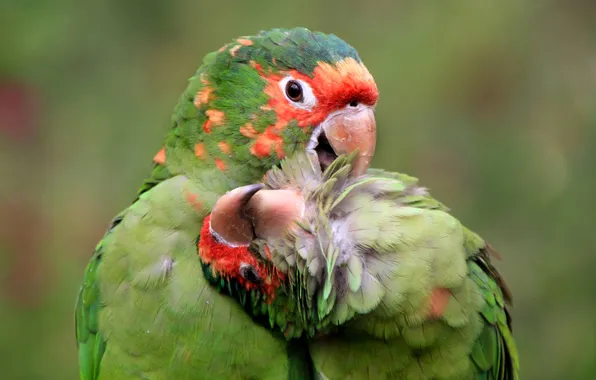 Picture paint, feathers, parrot, pair, care