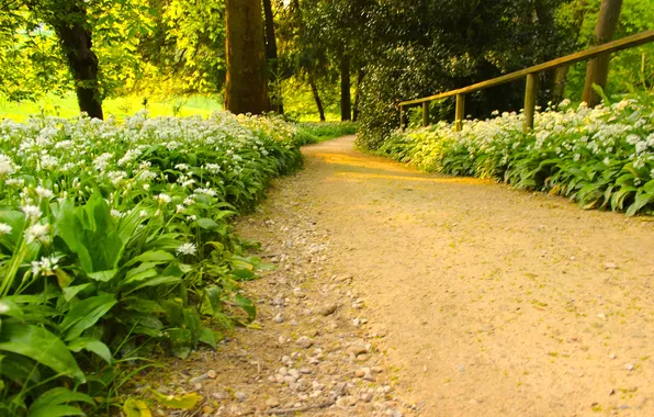 Picture green, summer, flowers, way, day, path