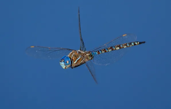 Wings, dragonfly, insect, Rhionaeshna multicolor, Blue-eyed Darner