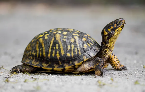 Look, strips, nature, pattern, turtle, profile, grey background, neck