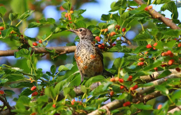 Leaves, trees, berries, bird, mulberry, mulberry