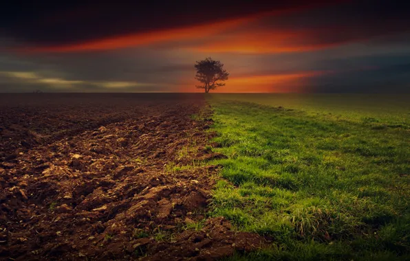 Picture field, grass, trees, plowed