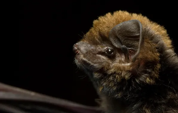 Nature, background, Miniopterus schreibersii oceanensis, Eastern bent wing bat