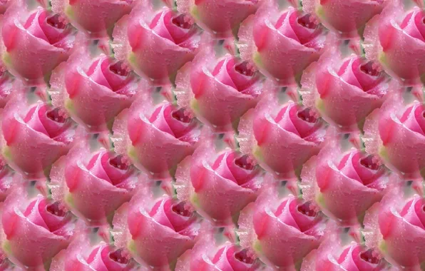 Picture Rosa, background, rose, texture, pink rose