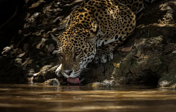 Water, thirst, predator, Jaguar, drink, wild cat
