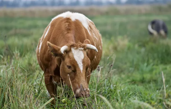Nature, cow, cattle
