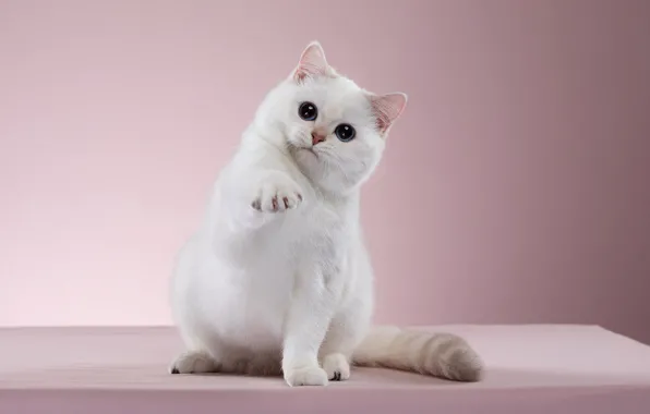Cat, white, look, pose, background, muzzle, pink, kitty