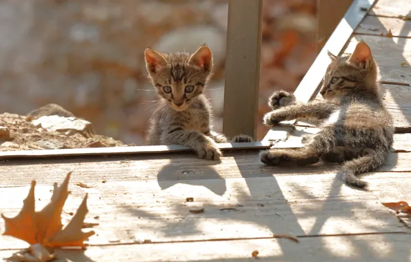 Picture kittens, kids, two kittens