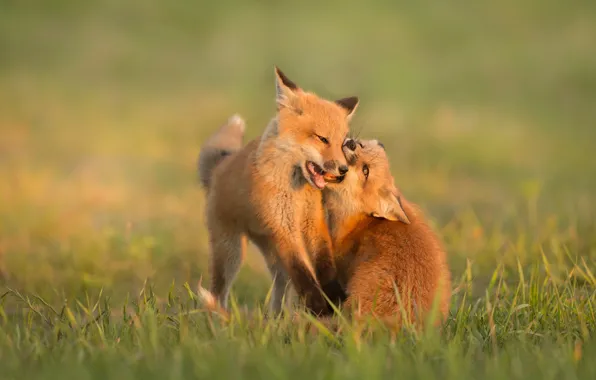 Glade, the game, Fox, a couple, Fox, cubs, two Fox